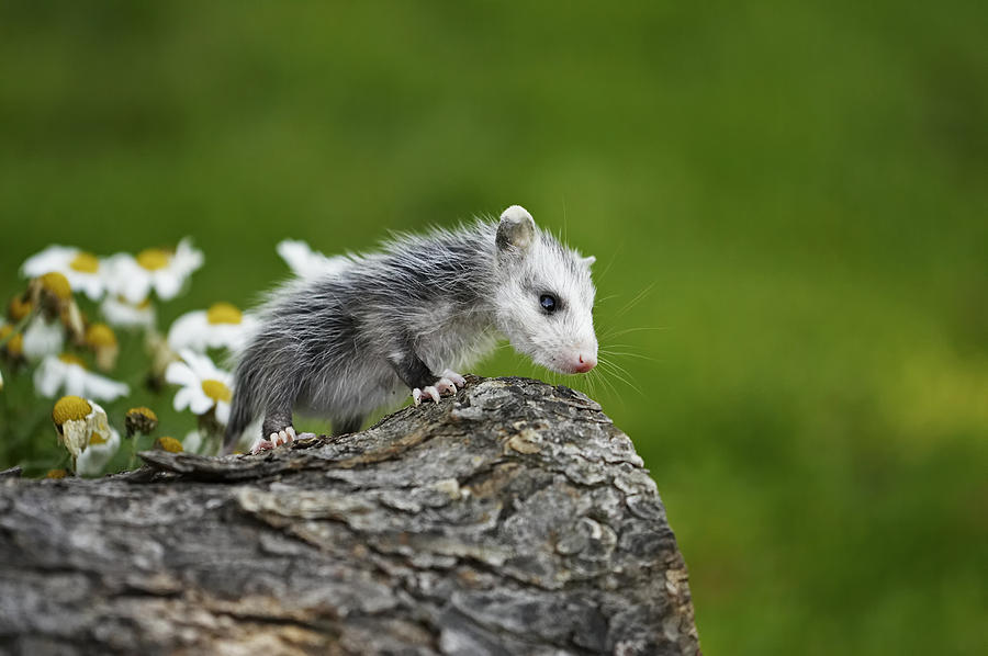 Playing Opossum  Photograph by Jack Milchanowski