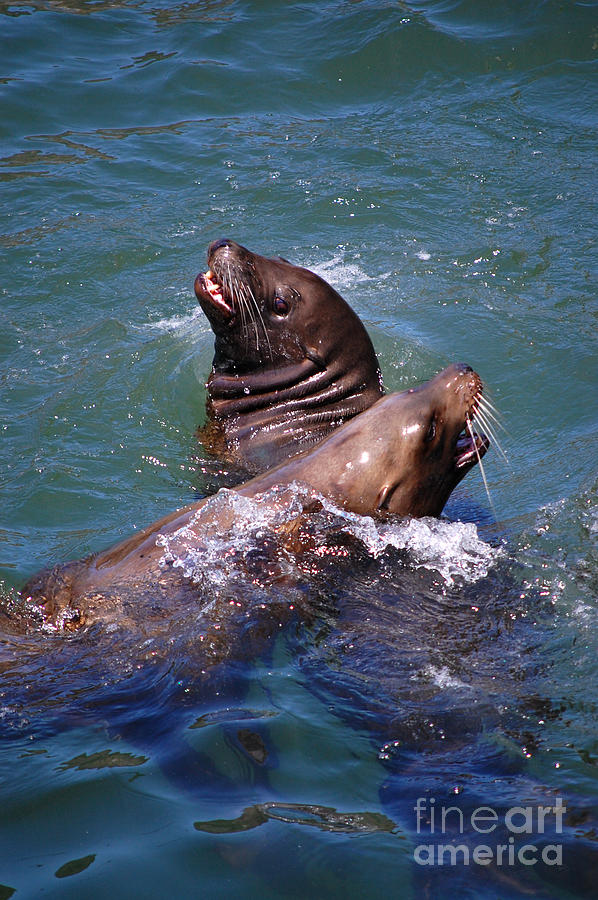 Playing Pair of Sea Lions Photograph by Debra Thompson
