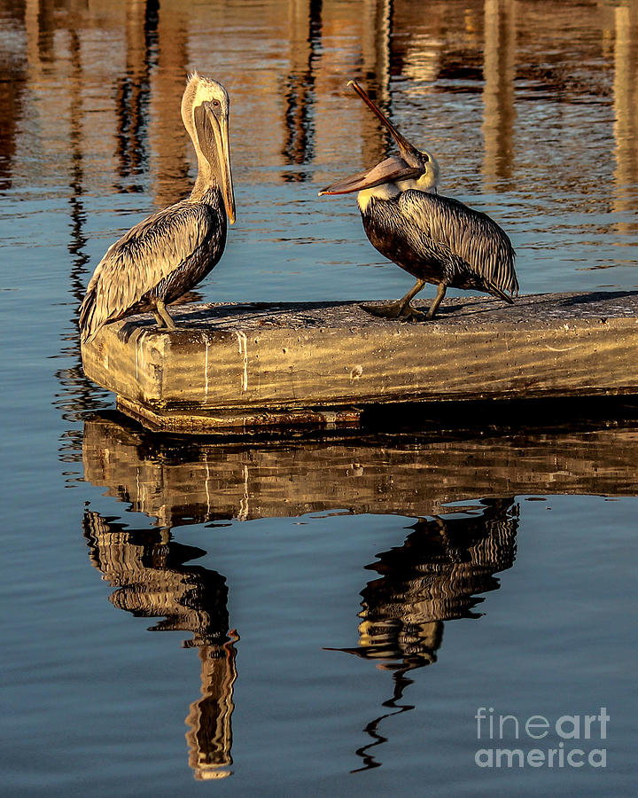 Playing Pelicans Photograph by Scott Moore