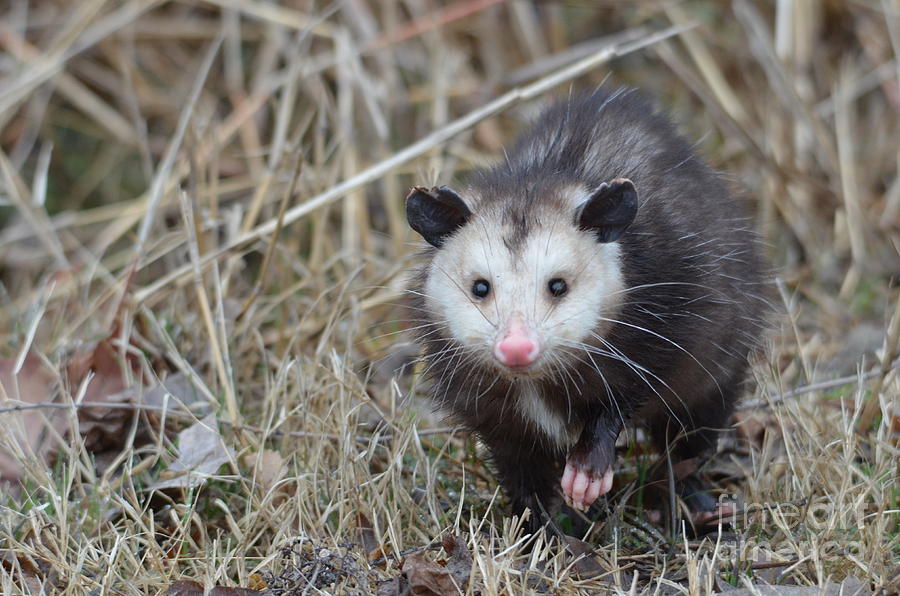 Playing Possum