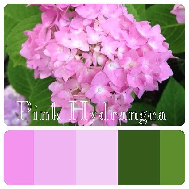 Pink Photograph - Playing With #adobe #kuler #app #phonto by Teresa Mucha
