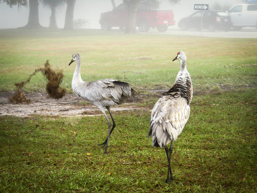 Crane Photograph - Playing with the moss by Zina Stromberg