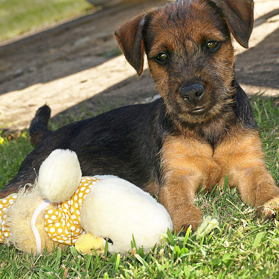 Playmates - Puppy with Toy Photograph by Gill Billington