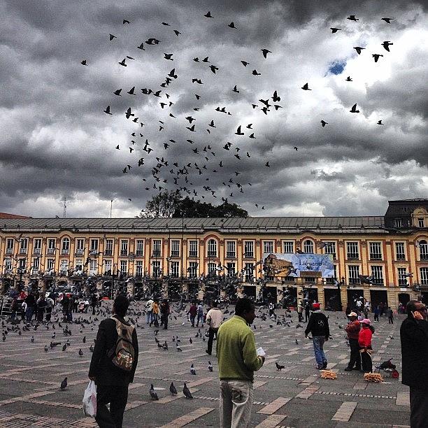 Bird Photograph - #plazabolivar #birds #clouds #colombia by Jaime Grego-Mayor