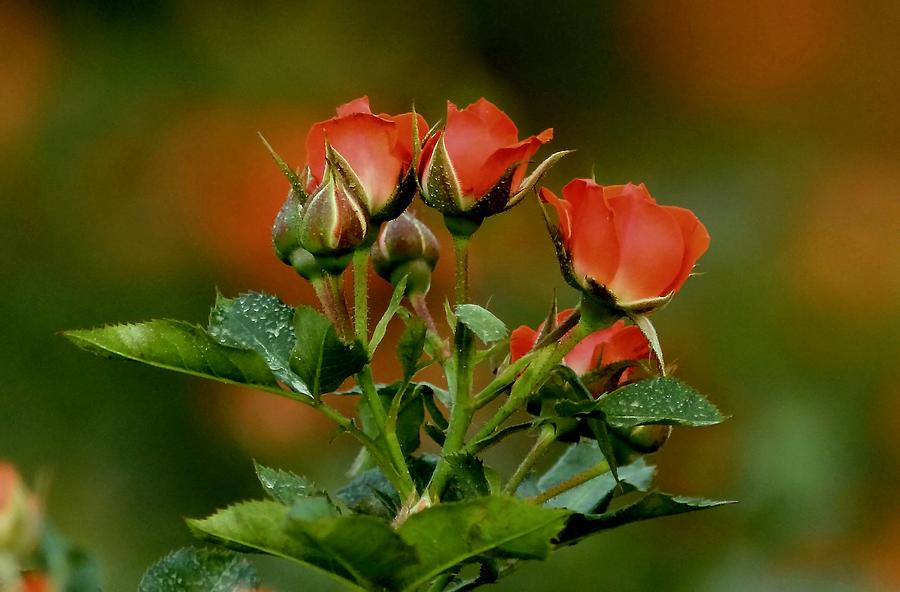 Rose Photograph - Pleasant And Peaceful by Ramabhadran Thirupattur