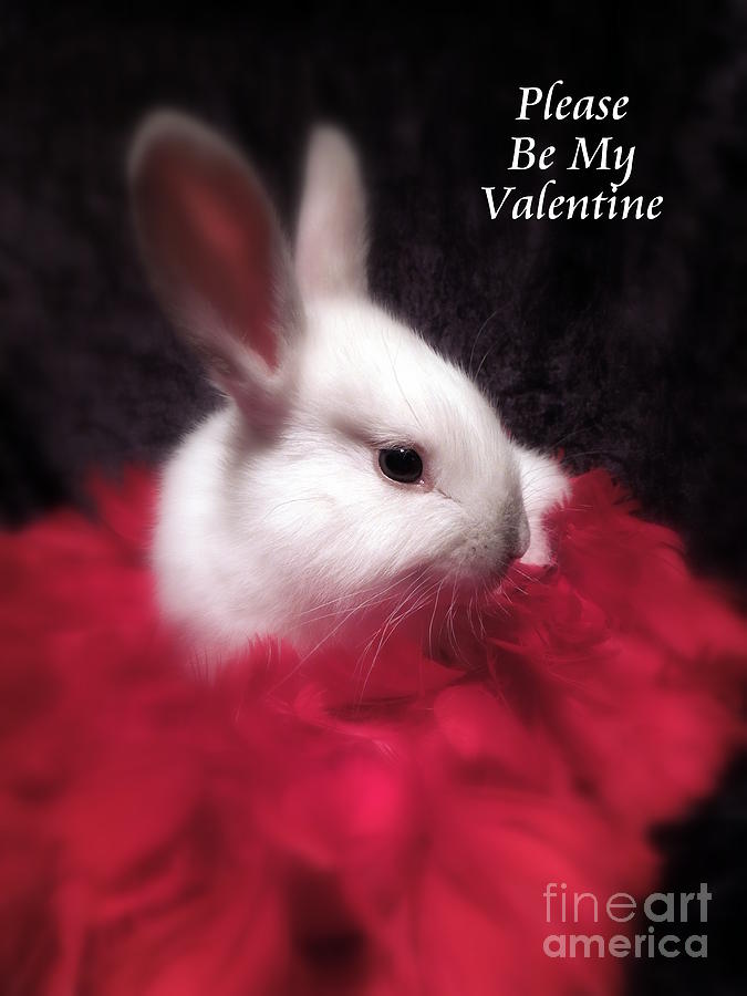 Please Be My Valentine Photograph by Renee Trenholm