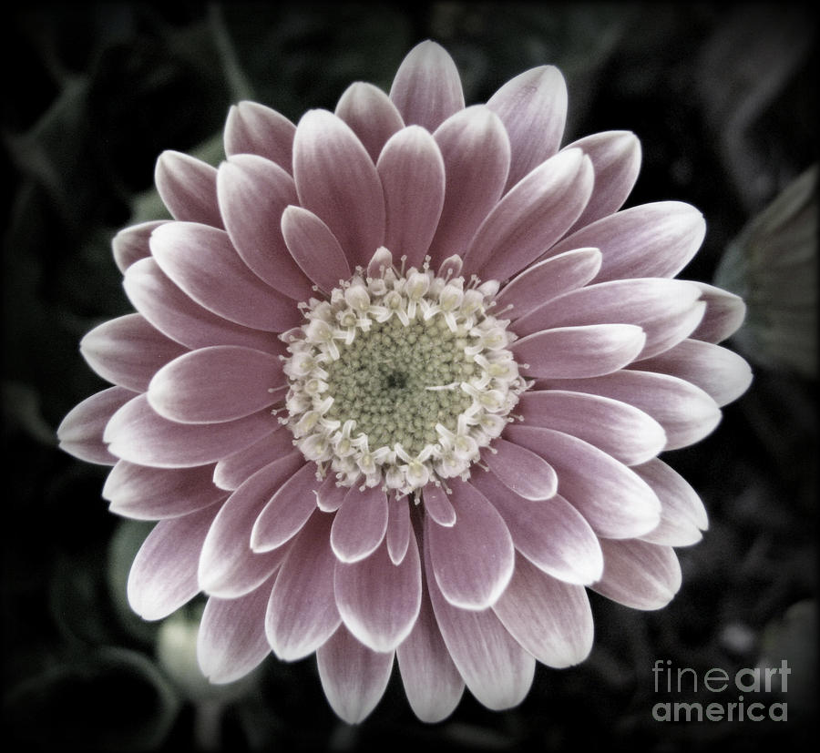 Please don't..... Photograph by C Ray Roth - Fine Art America