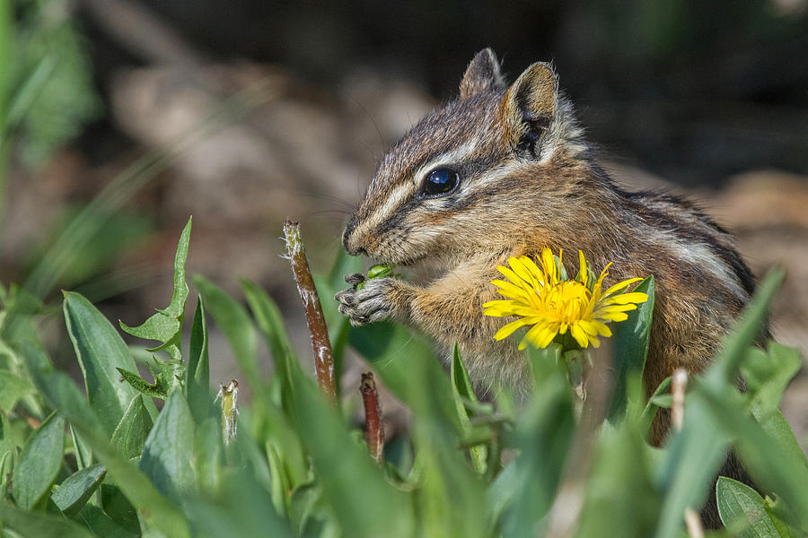 Yellowstone National Park Photograph - Please Dont Eat the Daisies by Sandy Sisti