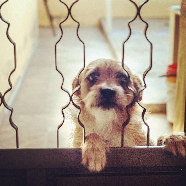 Dog Photograph - Please Let Me In! by Aleck Cartwright