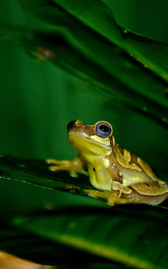 Frog Photograph - Please Save Israel by Trish Tritz