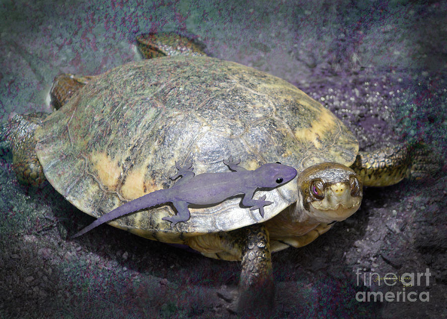 Turtle Digital Art - Please Share The Journey by Audra Lemke