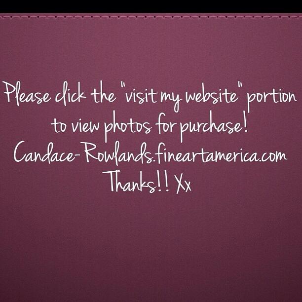 Please Photograph - Please visit..  by Candace  Rowlands 