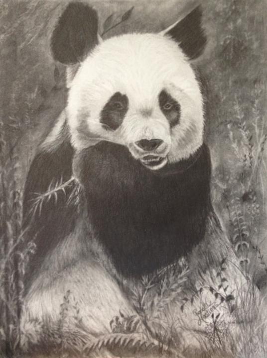 Pleased Panda Drawing by Charlotte Hastings