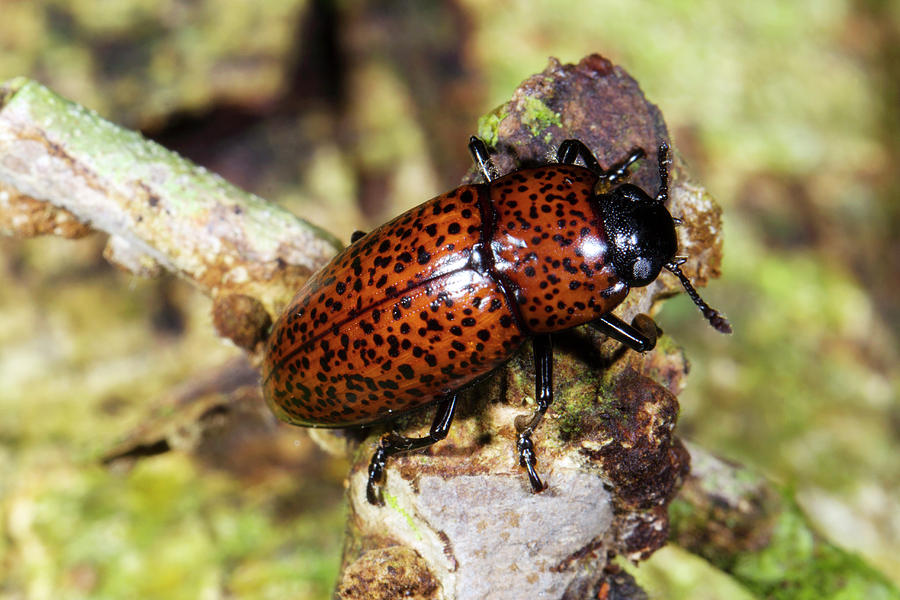 Pleasing Fungus Beetle Photograph by Dr Morley Read