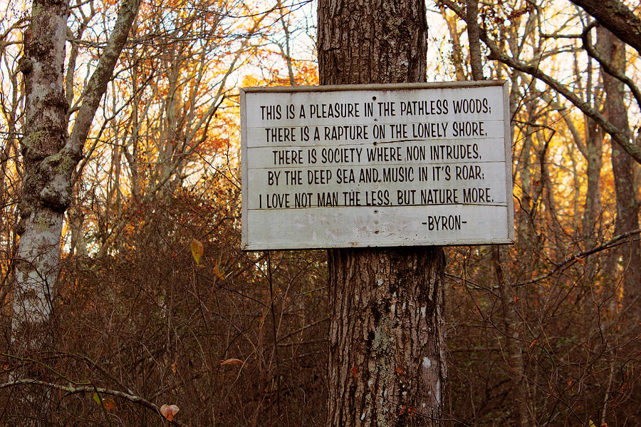 Tree Photograph - Pleasure in The Pathless Woods by Andrew Pacheco