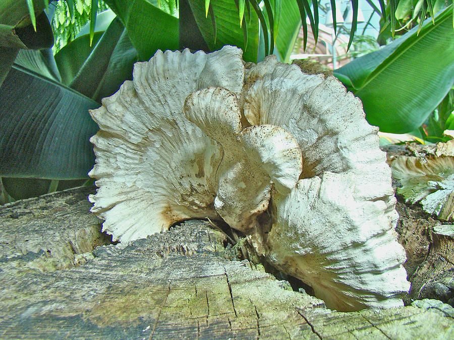 Pleated Fan - Shelf or Bracket Fungus Photograph by Carol Senske