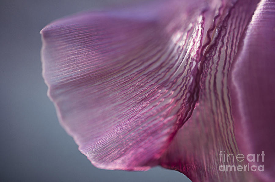 Pleated Photograph by Terry Rowe