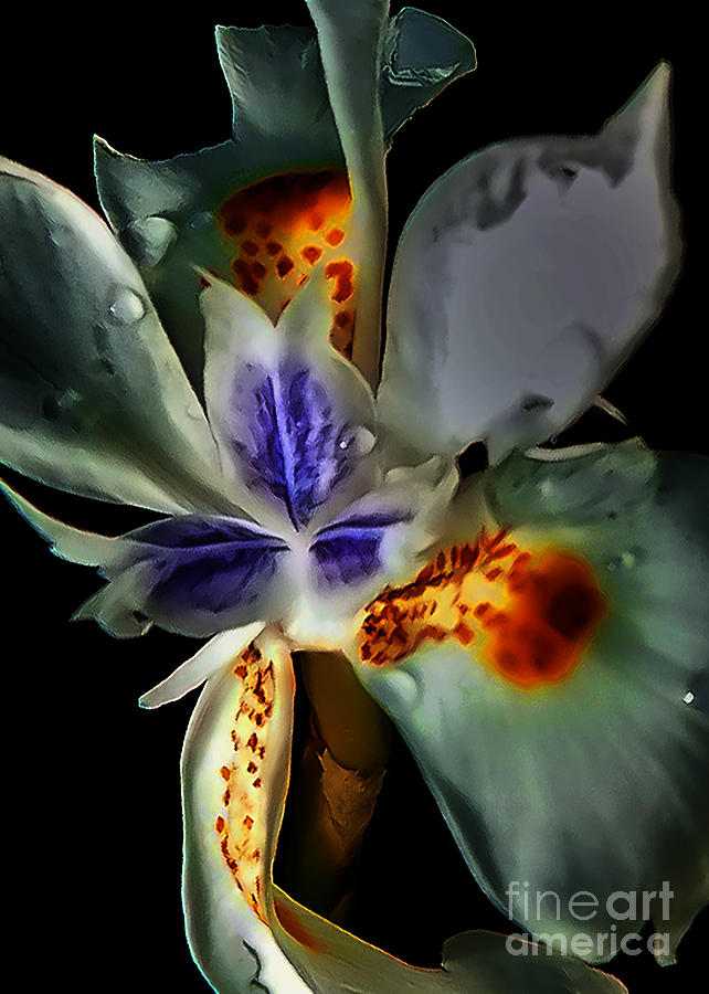 Pleatleaf Flower Photograph by Barry Weiss