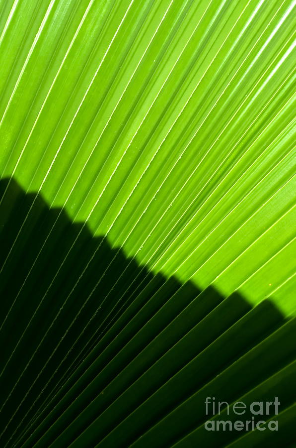 Pleats Photograph by Michelle Meenawong