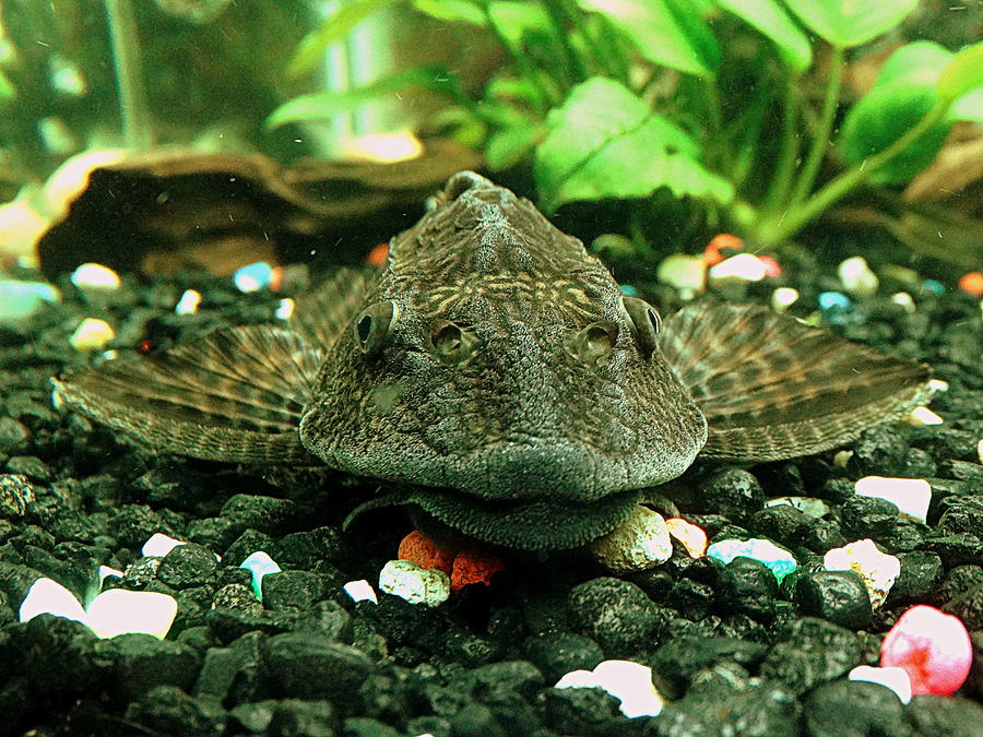 Fish Photograph - Plecostomus by Ines  Ganteaume