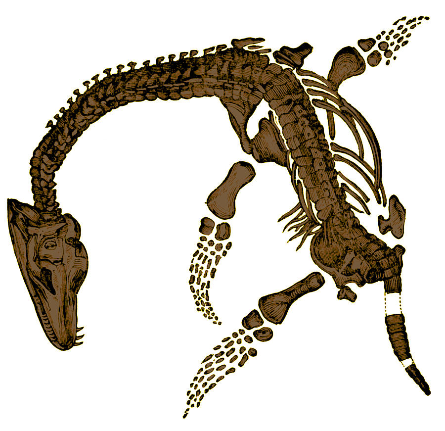 Prehistoric Photograph - Pleisiosaurus, Mesozic Marine Reptile by Science Source