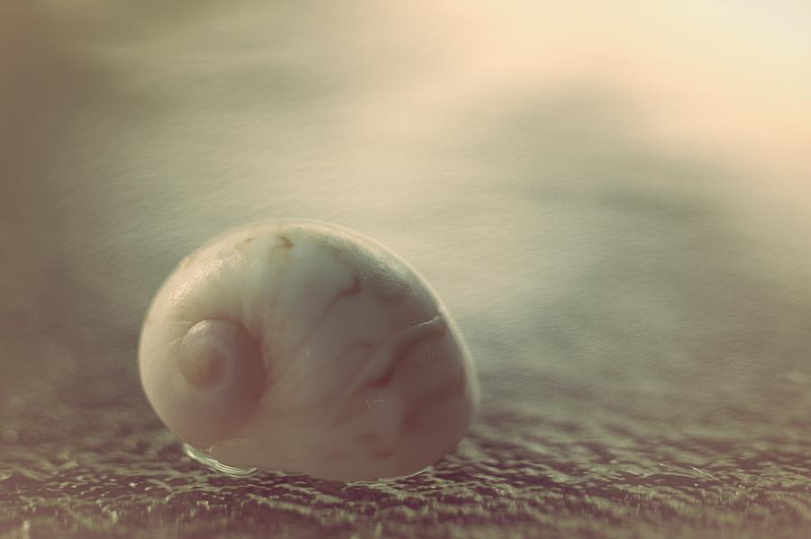 Sea Shells Photograph - Plenitude by The Art Of Marilyn Ridoutt-Greene