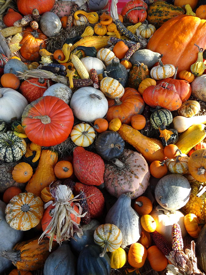 Plentiful Harvest Photograph by Kathleen Luther