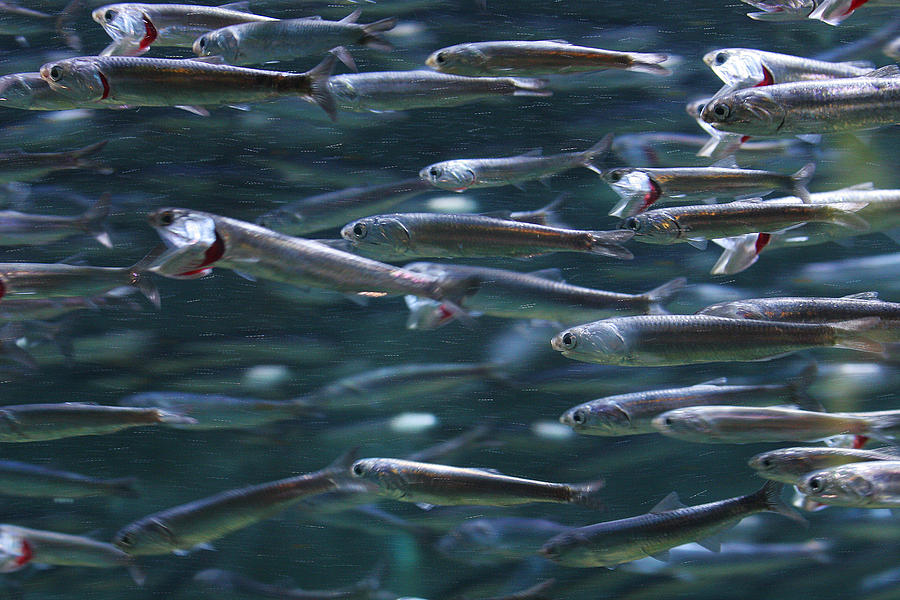 Plenty Of Fish In The Sea Photograph by Robert Woodward