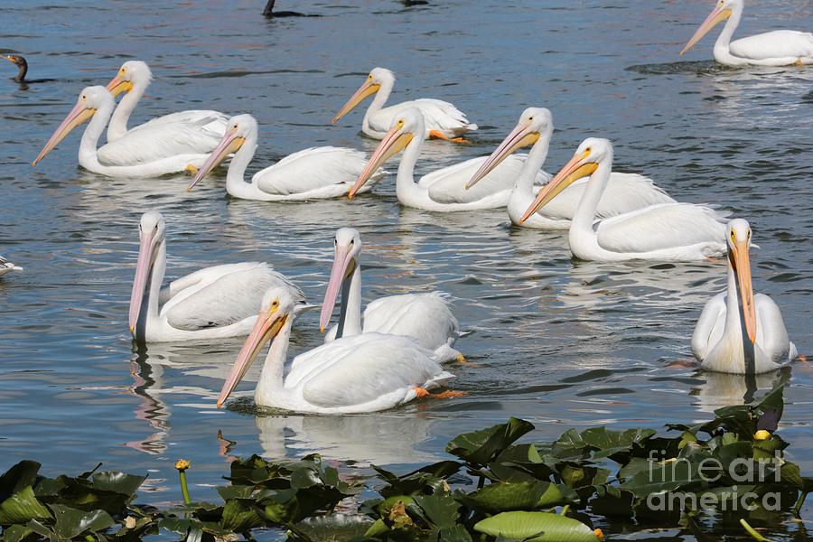 Plenty Of Pelicans Photograph