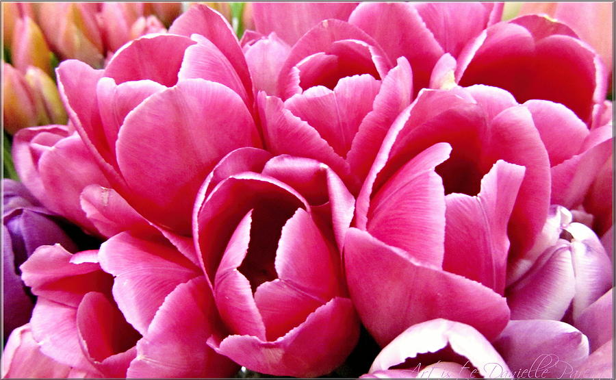 Plenty Of Tulips Photograph by Danielle  Parent