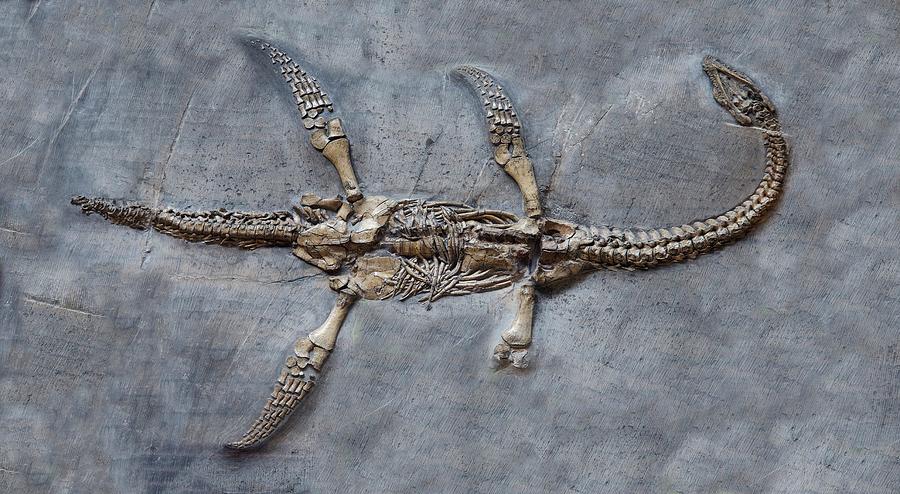 Animal Photograph - Plesiosaur Fossil by Sinclair Stammers/science Photo Li...