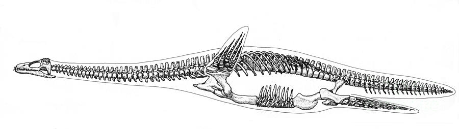 Plesiosauria Skeleton, Mesozoic Reptile Photograph by Science Source ...