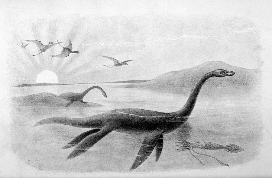 Plesiosaurus Dolichodeirus (about 7 Drawing by Mary Evans Picture