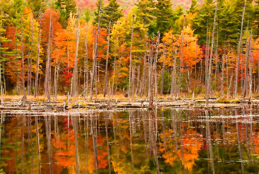 Plethora of Fall Colors Photograph by Nancy De Flon