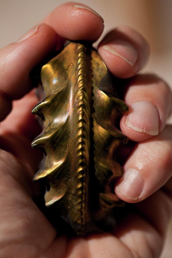 Pleuroceras Pyrite Jurassic Ammonite Photograph By Paul D Stewart - Pixels