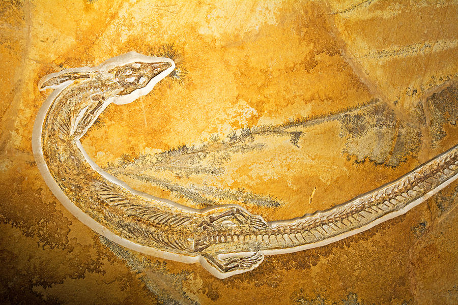 Pleurosaurus Goldfussi Photograph by Millard H. Sharp