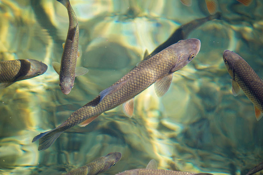 Plitvice lakes national park fish Photograph by Brch Photography