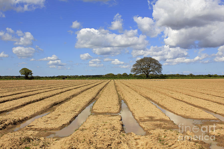 Ploughed Field Photograph by Julia Gavin