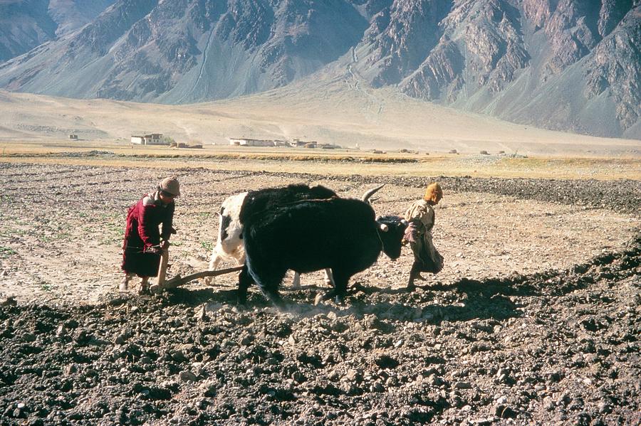 Zanskar Photograph - Ploughing Fields At Thonde by Simon Fraser/science Photo Library