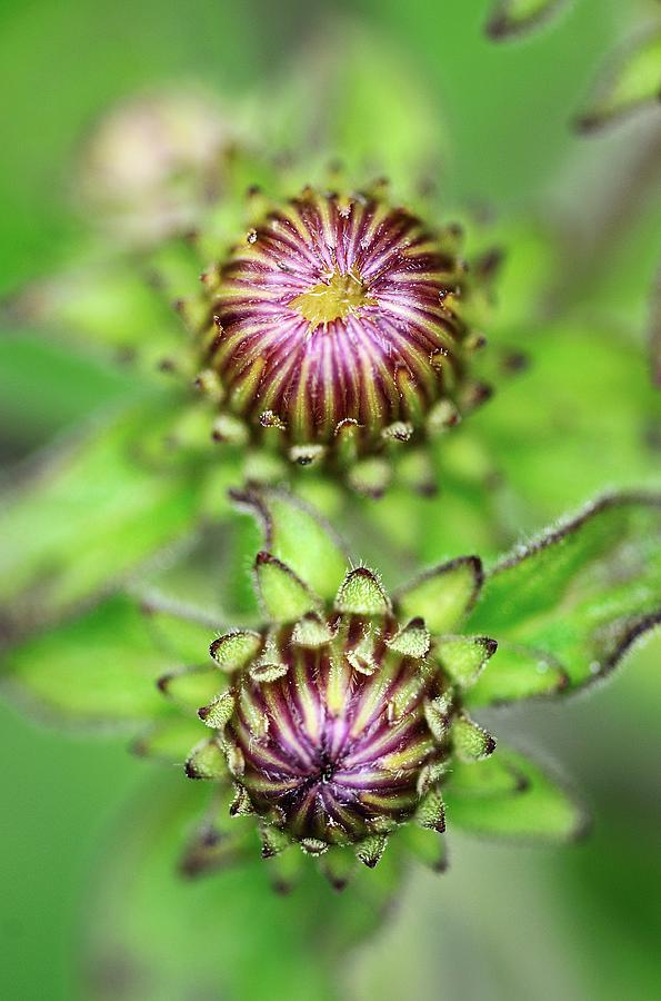 Ploughman's Spikenard Flower Buds Photograph by Colin Varndell/science ...