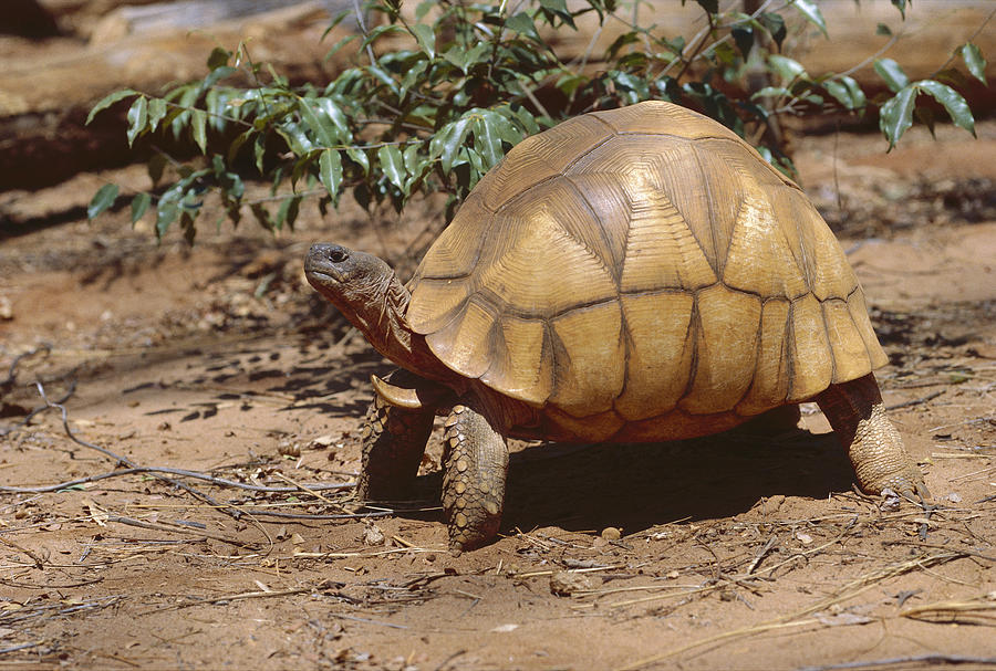 Ploughshare Tortoise Portrait Photograph by Konrad Wothe