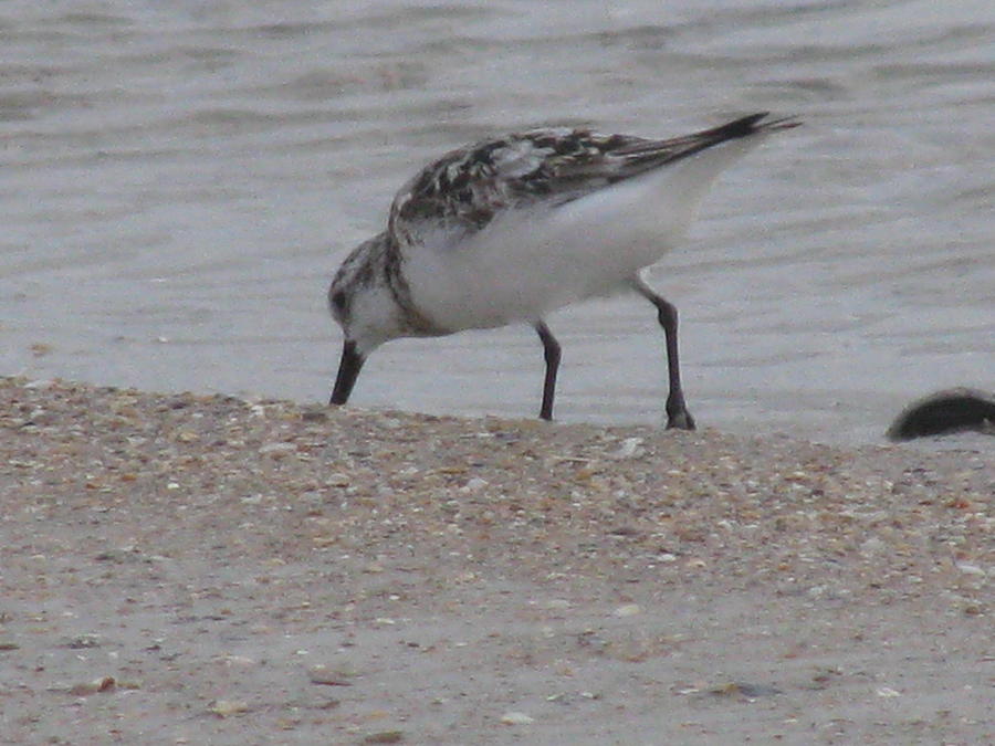Plover at the Beach Photograph by Ellen Meakin