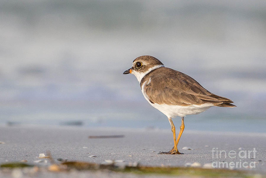 Plover at the beach Photograph by Judy Rogero