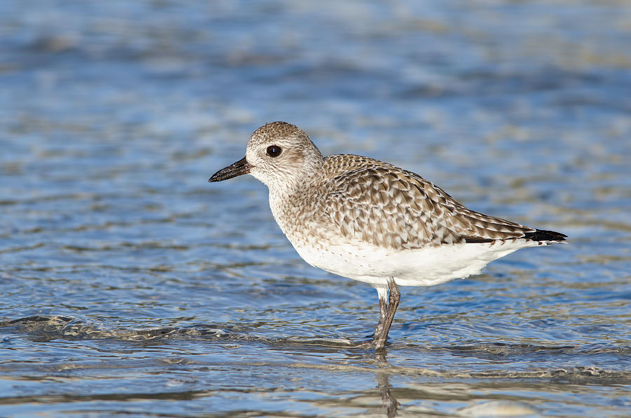 Plover Photograph by Doug Venner - Fine Art America