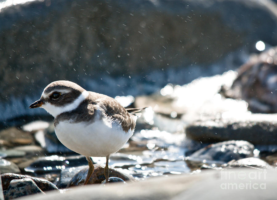 Plover in the water spray Photograph by Cheryl Baxter
