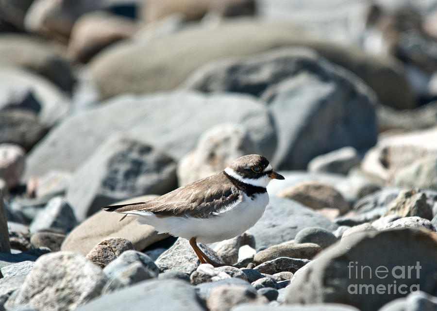 Plover on the go Photograph by Cheryl Baxter