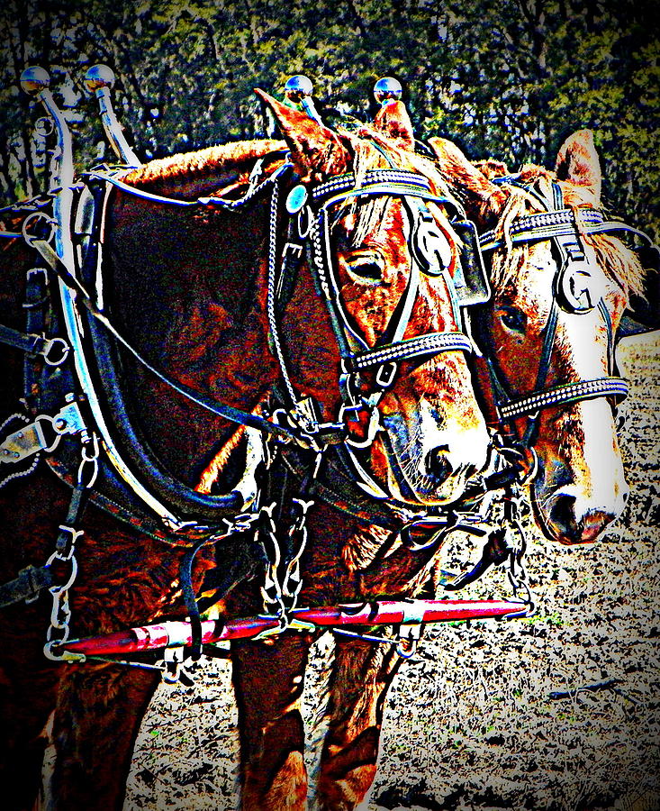 Plow Buddies Photograph by Sheri McLeroy