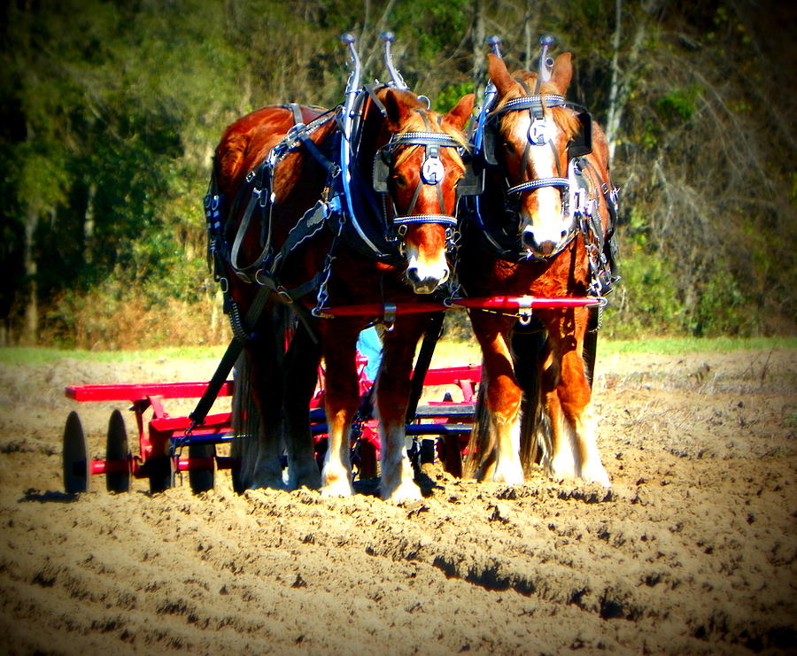 Plow Day Photograph by Sheri McLeroy