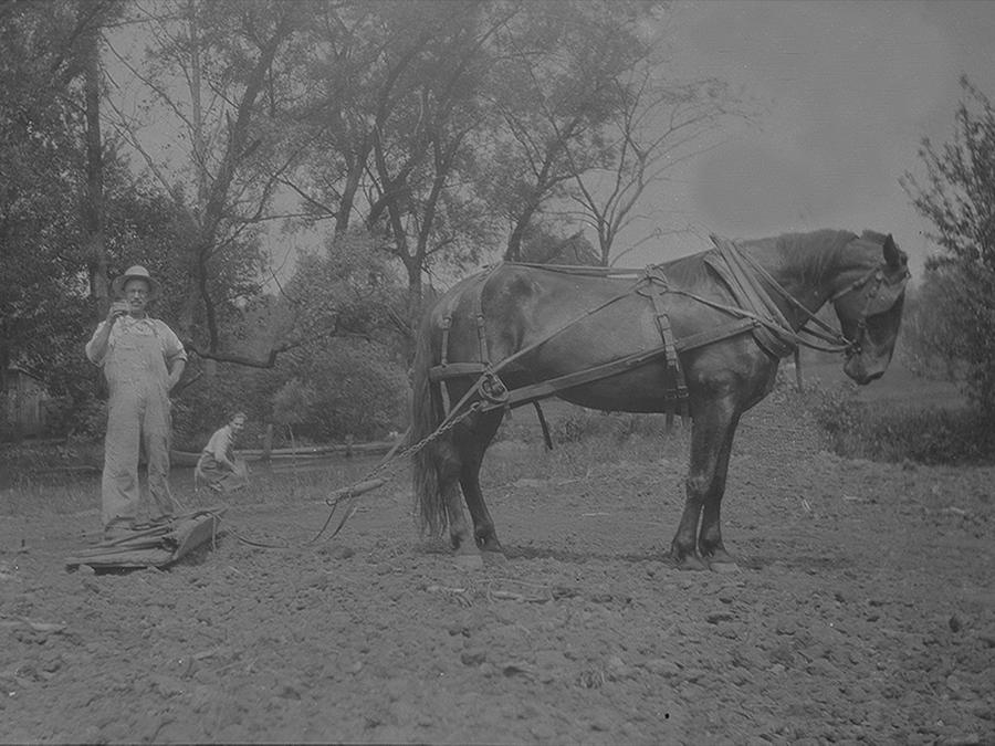 Plow Horse Photograph by Cathy Anderson