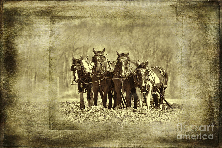 Plow Horses Photograph by David Arment
